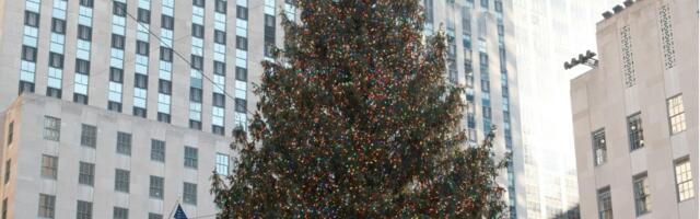 Okićena je najviša prirodna jelka na svetu, ima čak 44,7 metara