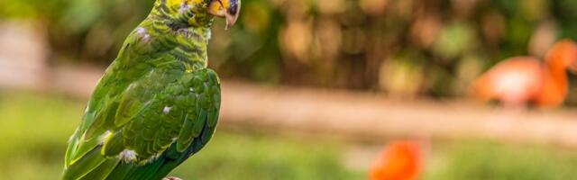 Zašto papagaji plešu? Nauka ima zanimljivo objašnjenje