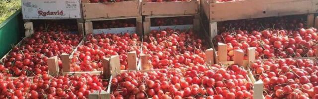 Kilo trešanja u Srbiji - da se uhvatiš za glavu: Cene divljaju, pogledajte cifre
