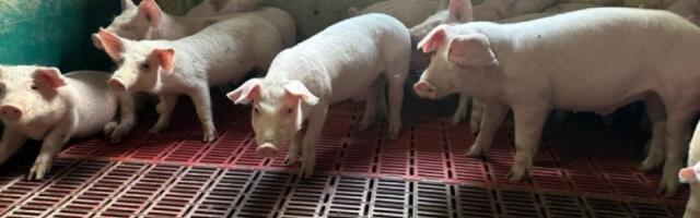 Užas u Hrtkovcima! Pod hitno biće eutanazirano 11.000 svinja, nastala milionska šteta