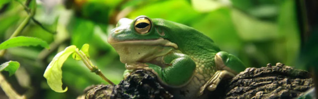 Žaba kao kućni ljubimac? Zašto da ne!