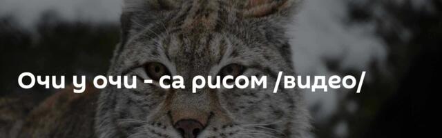 Очи у очи - са рисом /видео/