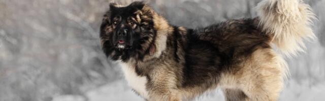 5 najopasnijih rasa pasa: Izazivaju strah i trepet, a njihova odanost ne poznaje granice (FOTO)