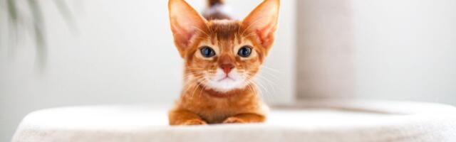 Hiperestezija se vidi IZNAD REPA: "Talasanje" kože TIPIČAN ZNAK, od nje pate ČETIRI RASE mačaka