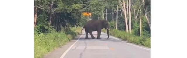 Тајланд: гладни слон зауставио саобраћај