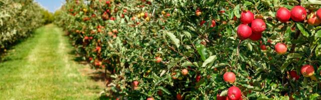 Šansa za biznis: Država daje 50 miliona dinara prerađivačima, evo kako do novca