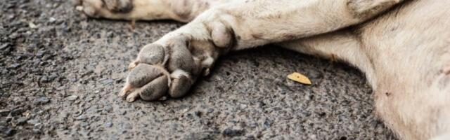 KO UBIJA PSE PO PRESTONICI? Pronađen najmanje 21 leš na obali reke! Naređena hitna istraga