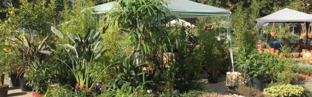 IZLOŽBA CVEĆA U PARKU MANJEŽ: Sobno cveće i najbolje biljke za bašte i terase