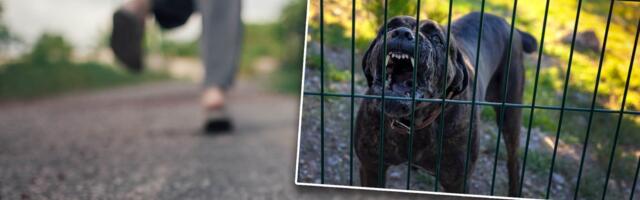 Krvavi trening na Fruškoj Gori: Poznati triatlonac hitno operisan nakon napada Kane Korsa!