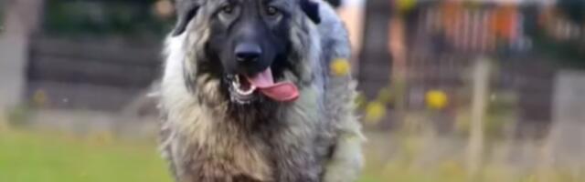 HOROR! Pas lutalica napao devojku u školskom dvorištu - VUKAO JE PO PODU! (VIDEO)