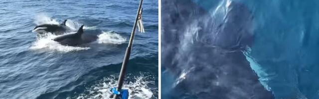 ŠOK SNIMAK Jato orki opkolilo i napalo jedrilicu kod Gibraltara: Okrenuta za 360 stepeni, kormilo uništeno!