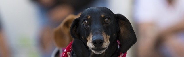 Muškarac je iskoristio katastrofu da bi ukrao psa