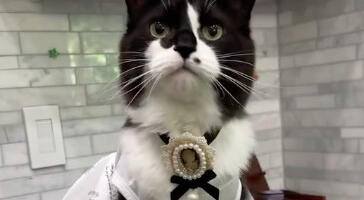 Kostimi inspirisani stajlingom Tejlor Svift: Samo su modeli mačke (VIDEO)