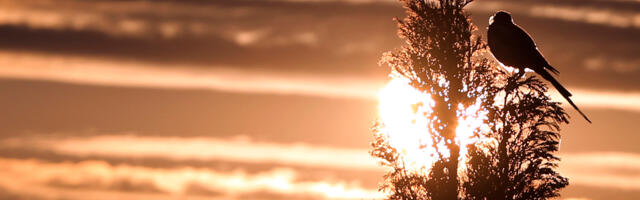 Sunčan dan posle maglovitog jutra