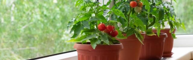 Ovako se pravilno neguje čeri paradajz: Sunce određuje ukus, a ovako ćete imati najsočnije plodove