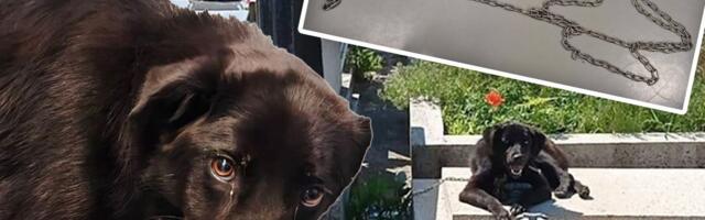 U Hrvatskoj Brankicu zavezali za grob: "Da li je ovo krah čovečanstva?"