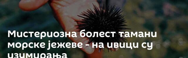 Мистериозна болест тамани морске јежеве - на ивици су изумирања