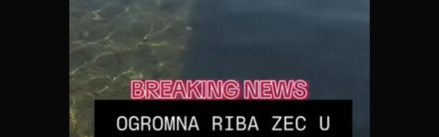 "Ogromna riba zec snimljena kod Halkidikija!" Da li je ovo najbolja fora leta 2026?