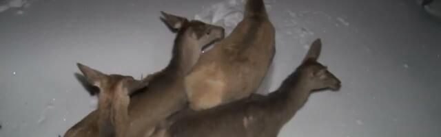 Još šest jelena doseljeno na Zlatibor