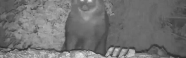 POTRESNO! NAJNOVIJI DETALJI JEZIVOG NAPADA MEDVEDA Pametni sat snimio sve: Zver odvukla mladića u šumu, a onda...