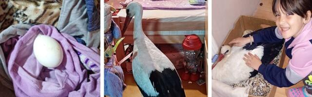 Već 3 godine joj dolazi na kućni prag: Roda se uselila u sobu devojčice (8) iz Novog Bečeja, SLIKA TOPI SRCA