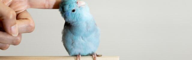 Ptica ne trpi uvek ljudski dodir: Očekujte napad ako pružite prste ka OVIM MESTIMA na njenom telu