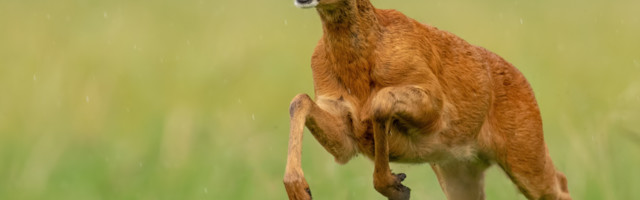 Trogodišnji rogonja završio je iza rešetaka. Prešao je granicu i prekršio zakon