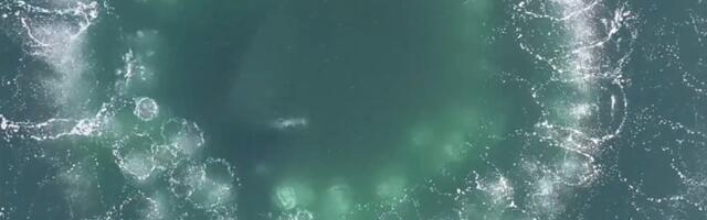 Snimak krugova u moru deluje bezopasno, ali je sve osim toga (VIDEO)