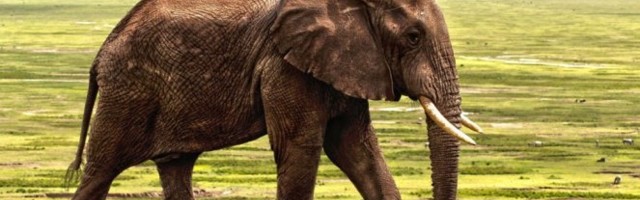 (TOP VIDEO) UPOZNAJTE SOMANA! Evo koliko ima godina najstariji slon koji na dnevnom nivou pojede najmanje 150 kilograma lišća i preti da uđe u Ginisovu knjigu rekorda!