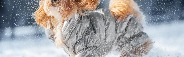 Kako zaštititi kućne ljubimce tokom zime: Hladnoća, so, antifriz i drugi skriveni RIZICI SNEŽNIH DANA