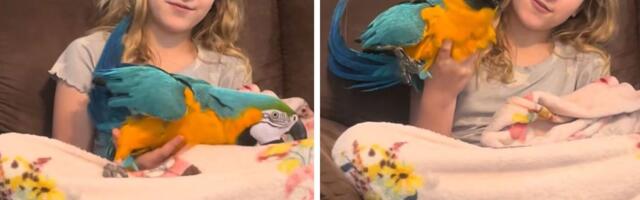 "Ja ću biti vetar ispod tvojih krila": Devojčica svakog dana trči sa papagajem invalidom koji ne može da leti
