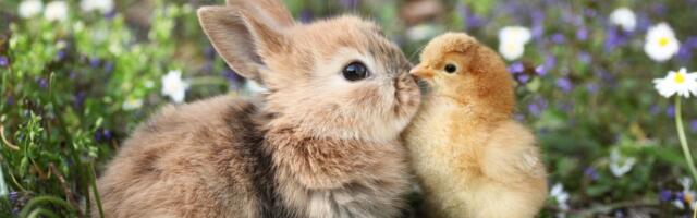 Evo da li zec zaista ima veze sa Vaskrsom i kako da "pomirite" veru i "zapadne novotarije": On je sve objasnio