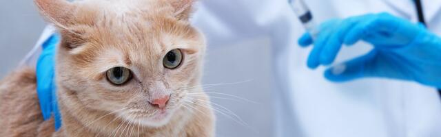 Veterinari upozoravaju: SEDAM SIMPTOMA nakon vakcinacije mačke koji zahtevaju hitno reagovanje
