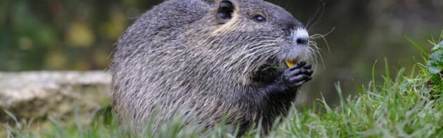 KRVOLOČNI DABAR HARA PO ZEMUNU? Svojim upornim grickanjem već oborio čitavo stablo, može biti opasan po građane