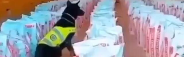 Čak 14 tona kokaina zaplenjeno u luci: Droga vredna više od 380 miliona dolara iz Kolumbije išla za Evropu