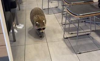 RAKUN UPAO U PRODAVNICU, PRONAŠLI GA PORED WC ŠOLJE OŠAMUĆENOG OD ALKOHOLA! Grabio je šta je stigao, a najviše mu se dopao viski (FOTO)