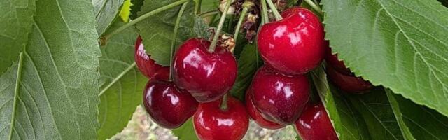 Stigle rane trešnje! Nakupci dolaze da ih kupe u voćnjaku, a cena...