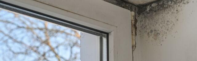 Moler im rešio problem buđi na zidovima za manje od 50 dinara: Žena presrećna što neće više besomučno ribati