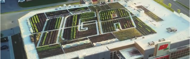 BAŠTA NA KROVU: Kanadski market sam uzgaja proizvode koje prodaje