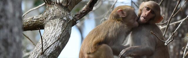Kineski naučnici mapirali proces starenja kod rezus majmuna