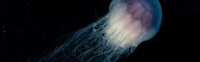 Ova „fantomska“ meduza je veća od autobusa – i i dalje luta plitkim vodama
