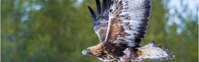 Finskog orla ubila struja u Grdeličkoj klisuri, tužan kraj svetskog putnika ribara Olija