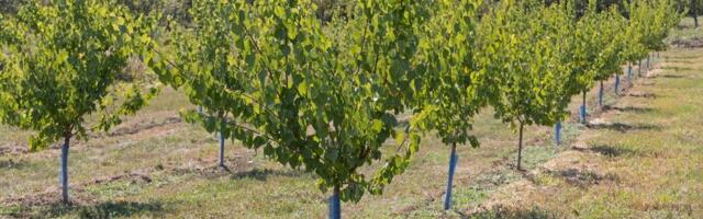 Istraživanje pokazuje koliko se vegetacioni period promenio u poslednjih nekoliko decenija u Srbiji: Da li naša poljoprivreda može da se prilagodi?