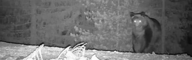 NAJKRUPNIJI MEDVED BORA PROBUDIO SE BAŠ NA SRETENJE! I prvo došao na hranilište! "Većeg medveda od njega nisam video" (VIDEO)