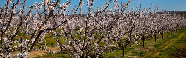 Kajsije procvetale prerano, voćari se nadaju da neće biti mraza