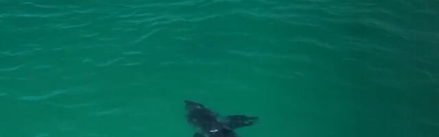 MORSKA NEMAN SNIMLJENA U VODI NA PAR METARA OD KUPAČA ! Neviđena drama na plaži, fotograf VRIŠTAO SA OBALE, pogledajte neverovatan snimak! (VIDEO)