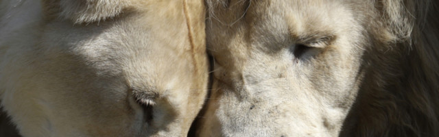 Četiri lava u zoo vrtu pozitivna na koronu