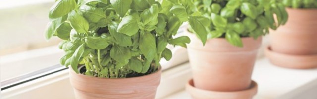 SOBNE BILJKE VAM IZGLEDAJU NEUREDNO I BEŽIVOTNO? Iskoristite OVE NAMIRNICE i osvežite ih!