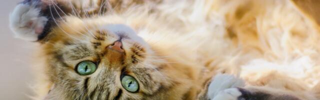 Utvrđeno kad je domaća mačka stigla u Evropu: To se desilo mnogo kasnije nego što se mislilo, pokazala studija