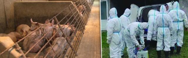 Afrička kuga svinja preti Mačvi?! Od virusa nema leka, uvedene ove mere biozaštite